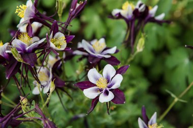 Aquilegia çiçeği