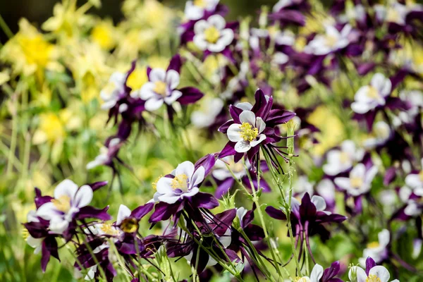 Aquilegia květiny — Stock fotografie