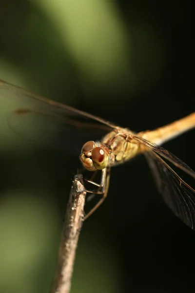 Libellula — Foto Stock