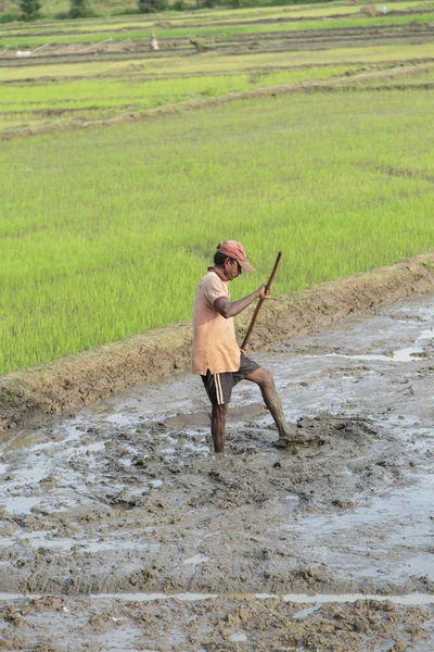 Rice field — Stock Photo, Image