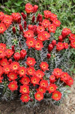 Bordo-cup kaktüs çiçek (echinocereus triglochidiatus)