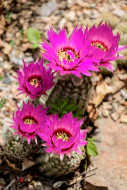 Echinocereus catcus çiçek