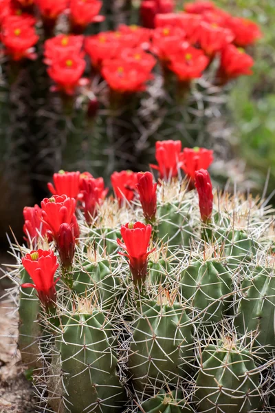 Bordo-cup kaktüs çiçek (echinocereus triglochidiatus)