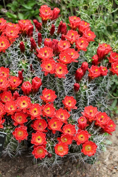 Claret-cup cactus flowers (Echinocereus triglochidiatus) — Stock Photo, Image