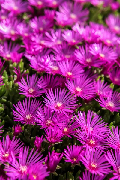 Delosperma flores — Fotografia de Stock