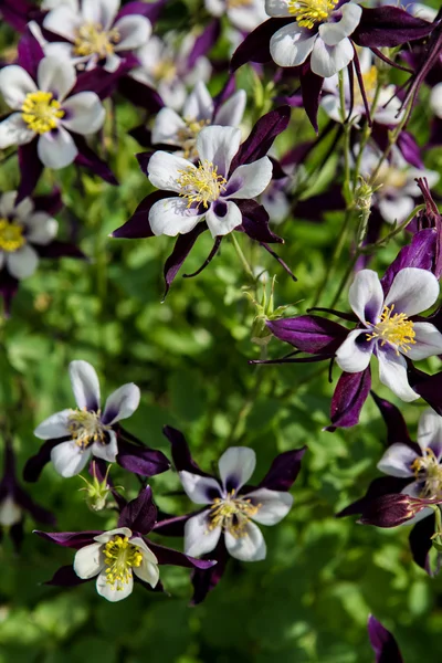 Aquilegia květiny — Stock fotografie