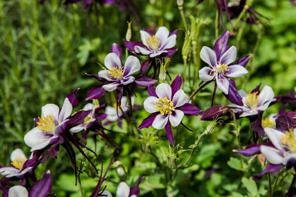 Fiori di Aquilegia — Foto Stock