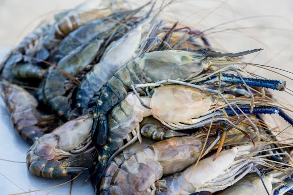 Fresh seafood — Stock Photo, Image