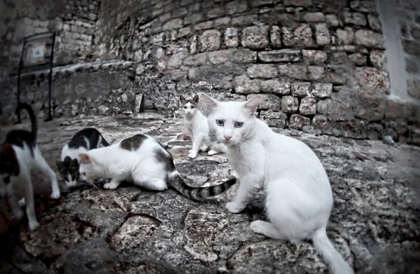 Gatos en la calle — Foto de Stock