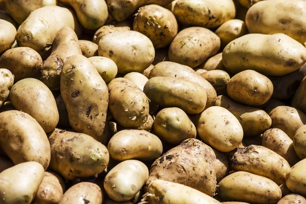 Potatoes — Stock Photo, Image