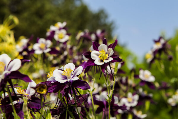 Цветы Aquilegia