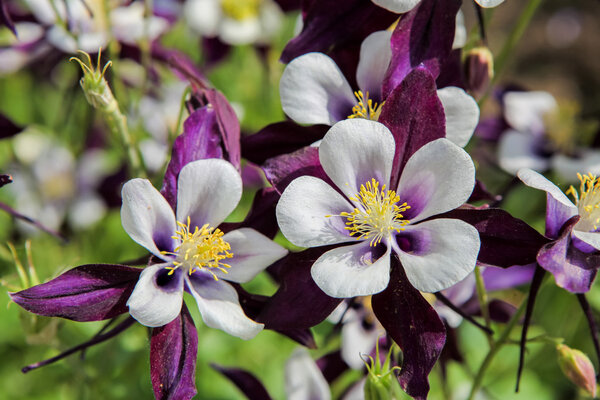 Цветы Aquilegia