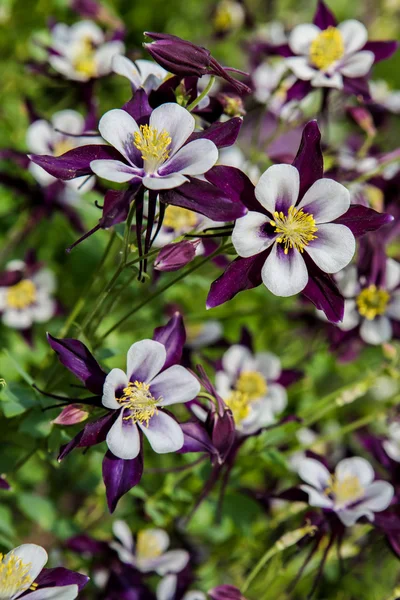 Aquilegia bloemen — Stockfoto