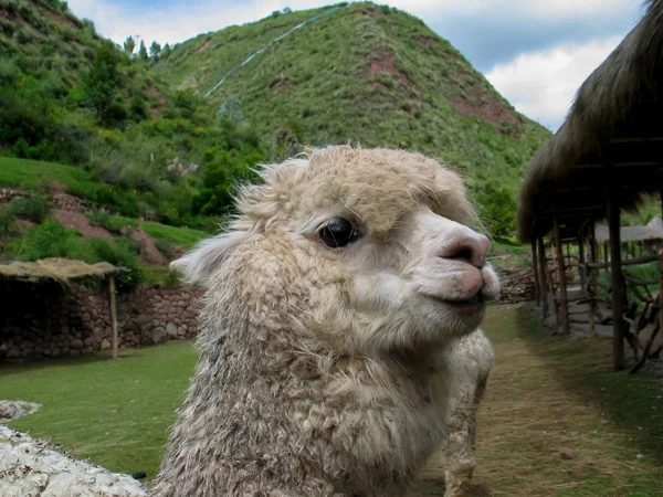 Huacaya alpaca Royalty Free Stock Photos