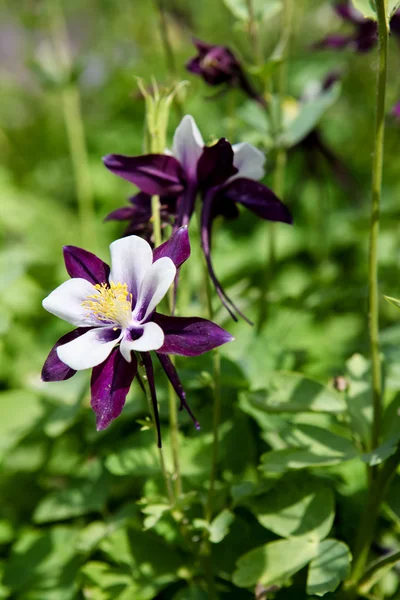 Aquilegia květiny — Stock fotografie