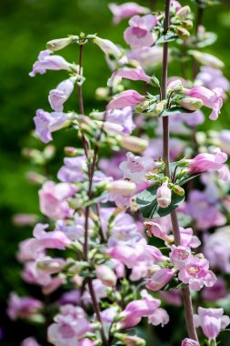 Pikes peak mor (penstemon mexicali)