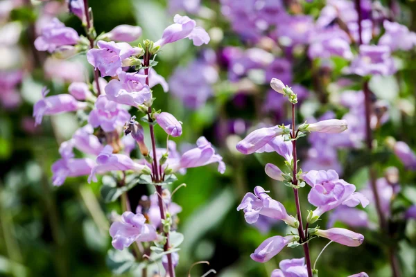 派克斯峰紫色 （penstemon 墨西卡利) — 图库照片