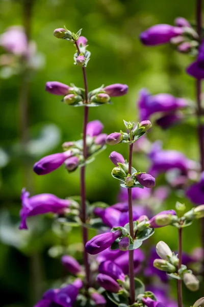 Hechte peak violett (penstemon Mexicali)) — Stockfoto