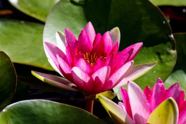 Lotus çiçeği.