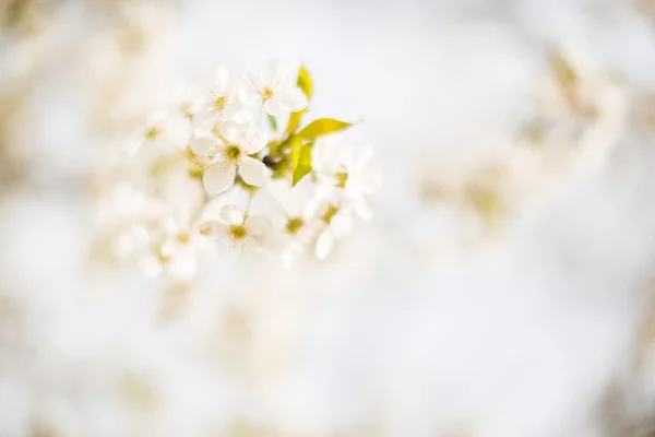 Spring tree blossom — Stock Photo, Image