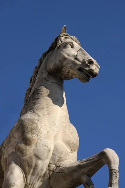 Estátua de Castor com um Cavalo no Capitólio em Roma — Fotografia de Stock