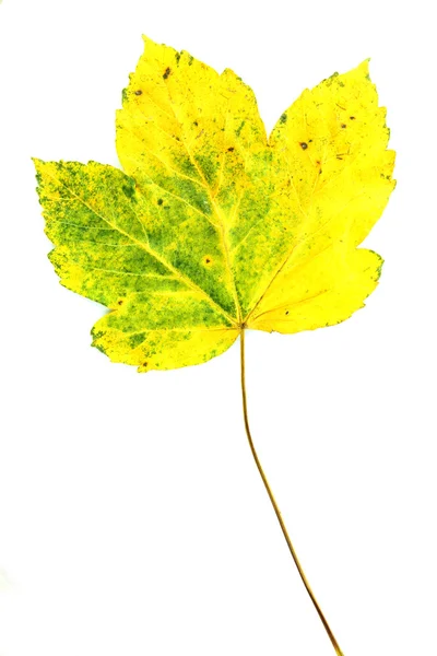 Autumn leaf — Stock Photo, Image