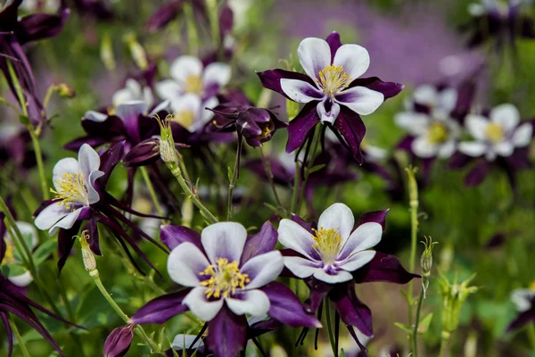 Aquilegia flores — Fotografia de Stock