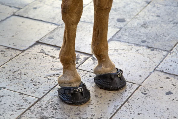 Cavalo na rua — Fotografia de Stock