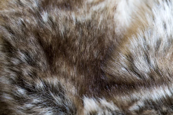 Fur detail — Stock Photo, Image