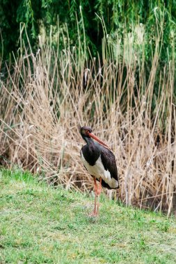 Kara leylek (Ciconia nigra) göletin kenarında duruyor