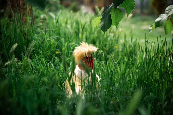 Bantam Naked Neck Silkie Chicken Grass — 图库照片