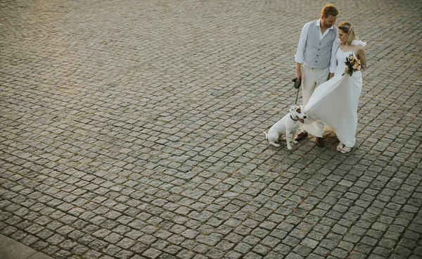 Korkea Kulma Näkymä Söpö Nuori Nuoripari Heidän Jack Russel Terrier — kuvapankkivalokuva