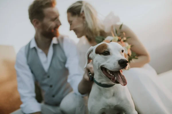 Primer Plano Linda Pareja Recién Casados Con Perro Jack Russel —  Fotos de Stock