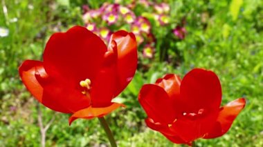 Kırsal çayırda vahşi laleler