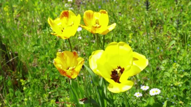 Wilde Tulpen Auf Der Wiese — Stockvideo