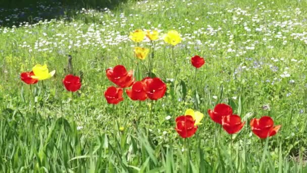 Wild Tulips Countryside Meadow — Stock Video