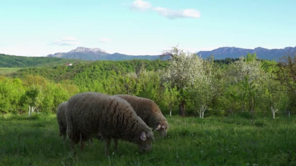 Pâturage Des Moutons Dans Champ Vert — Video