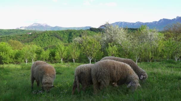 Пасуться Вівці Зеленому Полі — стокове відео