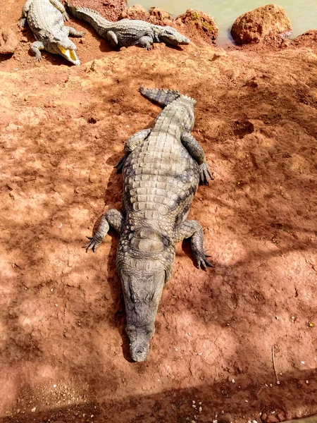 Vista Para Crocodilos Junto Rio Senegal — Fotografia de Stock
