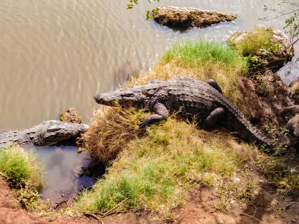 塞内加尔河边的鳄鱼景观 — 图库照片