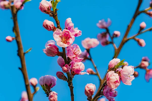 View Apple Tree Blossom Spring — Stock Photo, Image