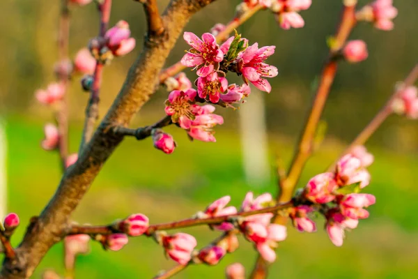 View Apple Tree Blossom Spring — Stock Photo, Image
