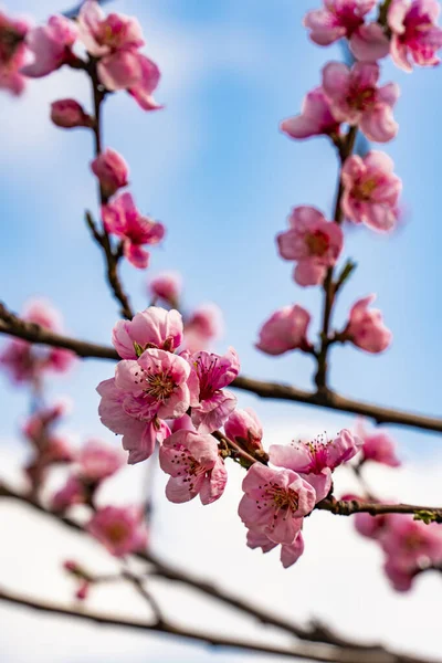 View Apple Tree Blossom Spring — Stock Photo, Image