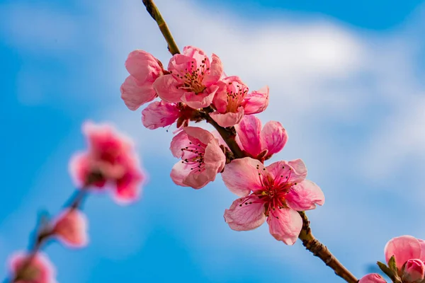 View Apple Tree Blossom Spring — Stock Photo, Image