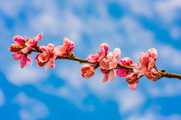 มมองท นแอปเป ลดอกไม ในฤด ใบไม — ภาพถ่ายสต็อก