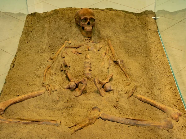 Boljetin Serbia September 2021 Skeletal Remains Museum Lepenski Vir Serbia — Stock Photo, Image