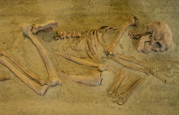 Boljetin Serbia September 2021 Skeletal Remains Museum Lepenski Vir Serbia — Stock Photo, Image
