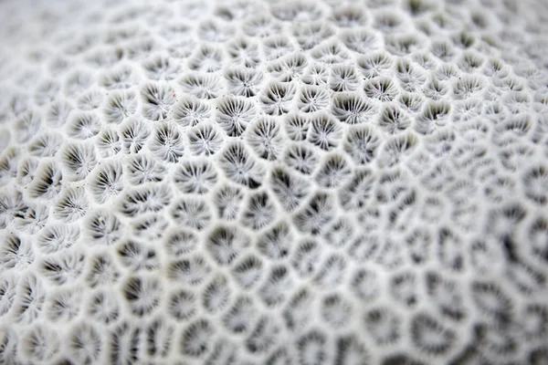 Nauwkeurig Detail Van Witte Koraalachtergrond — Stockfoto