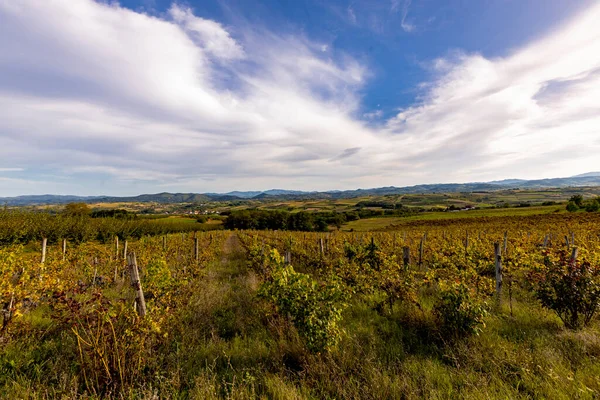 Uitzicht Wijngaarden Zupa Aleksandrovac Servië — Stockfoto