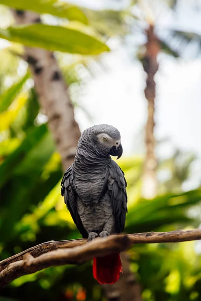 Grey Parrot Psittacus Erithacus Forest — Stock Photo, Image